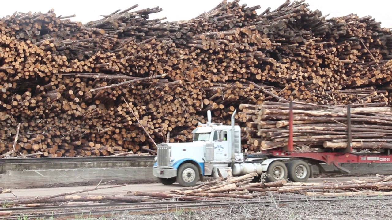 Arkansas Timber
