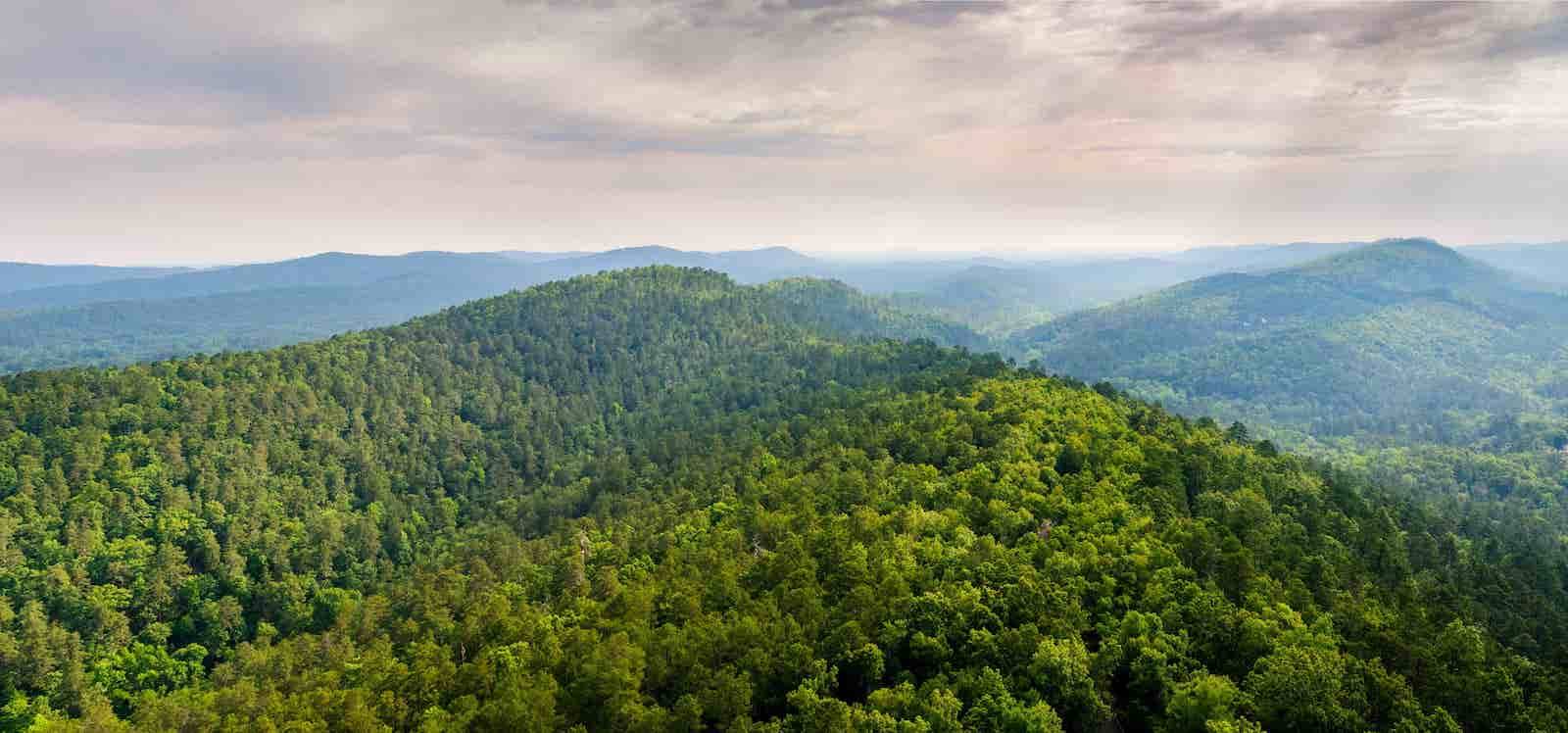 A photo of a forest setting in Arkansas.