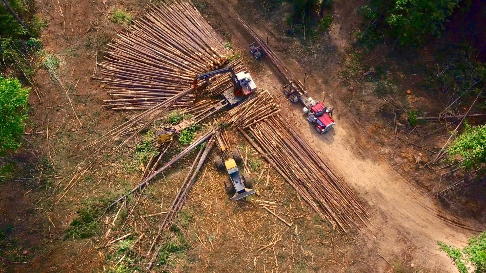 timber-industry-min-min